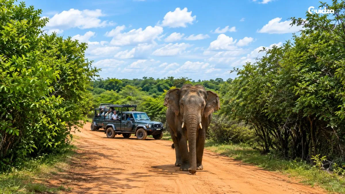 Yala Safari