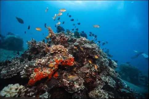 Karnataka: Scuba Diving in Murudeshwar 2