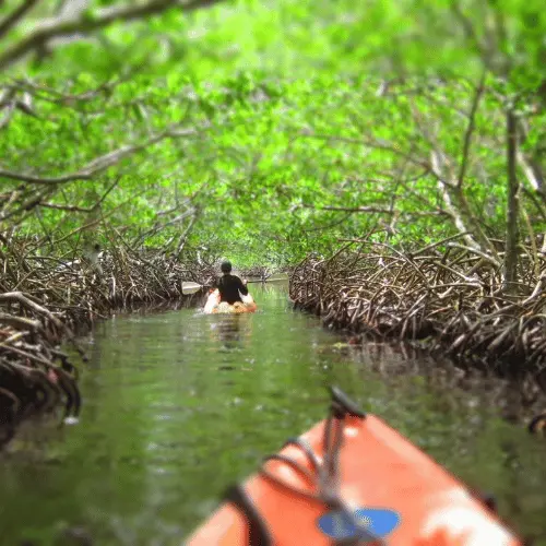 Bali: Banyuwedang Mangrove Kayaking Nature Tour 2