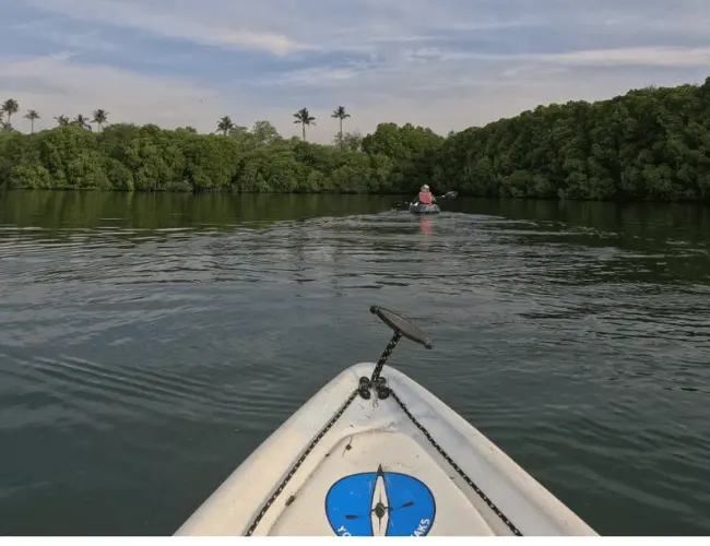 Bali: Banyuwedang Mangrove Kayaking Nature Tour 5