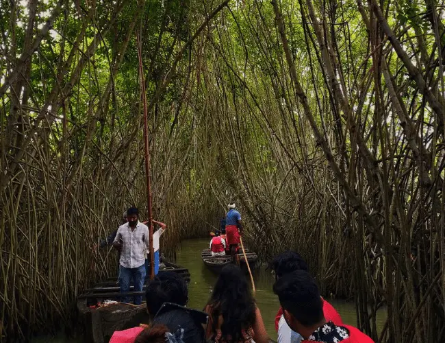 Bali: Banyuwedang Mangrove Kayaking Nature Tour 6