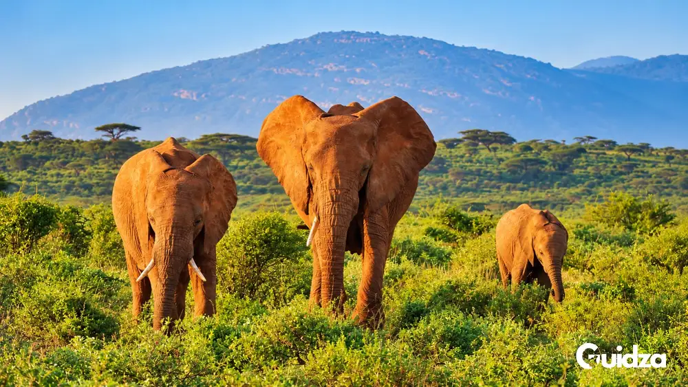Kenya: Samburu Special Five Wildlife Safari with Transfers 1