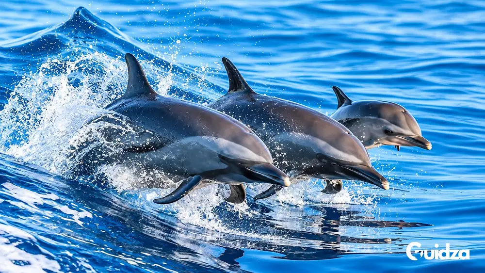 Kenya: Watamu Dolphin Watching Experience with Transfers 1