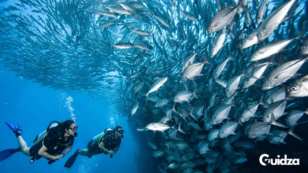 Koh Phangan: Diving with Transfers 1