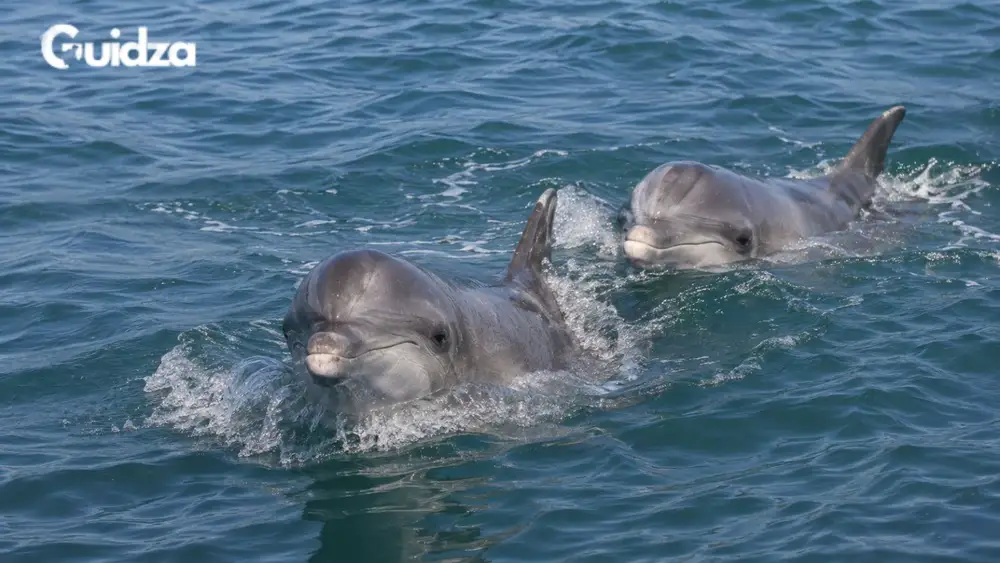 Bengaluru: Dolphin Watching Tour Karwar 1