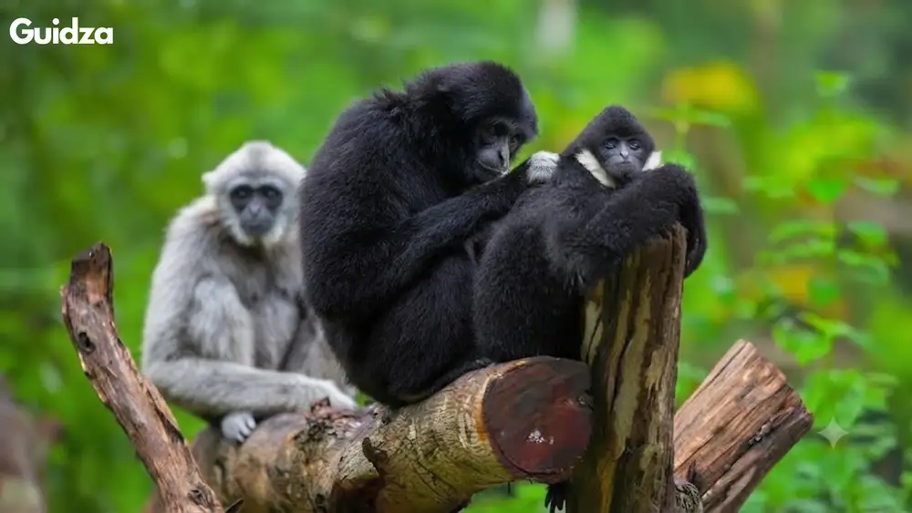 Meghalaya: Nokrek Hoolock Gibbon Habitat Trek with Transfers 1