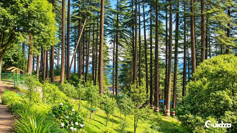 Uttarakhand: Dhanaulti Forest Trek with Transfers 1