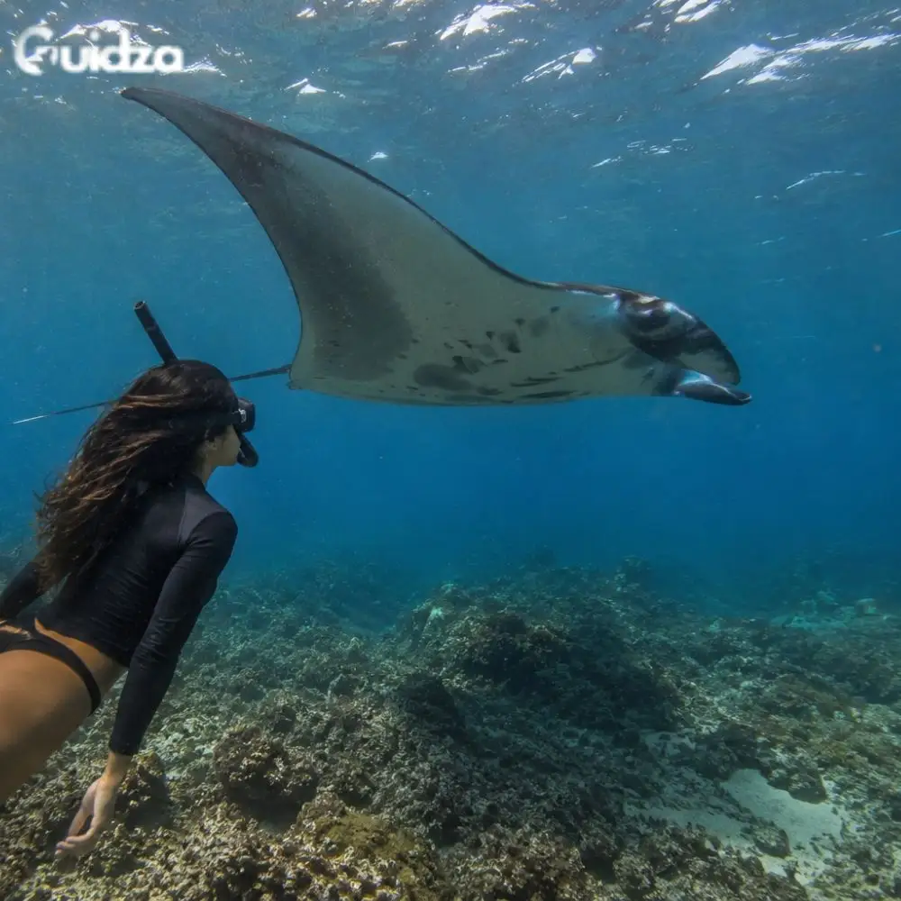 Bali: Premium Yacht Nusa Penida Manta Snorkeling & Kelingking Beach Tour with Transfers 3