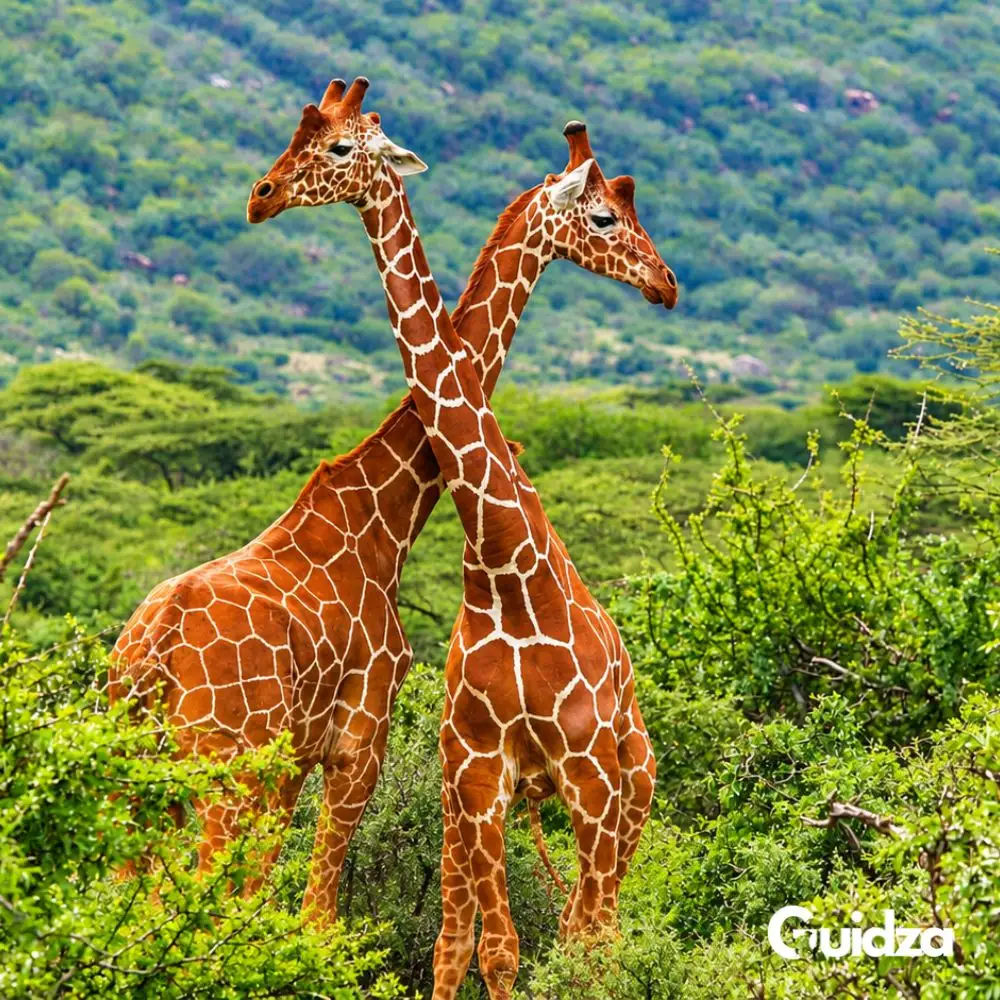 Kenya: Samburu Special Five Wildlife Safari with Transfers 2