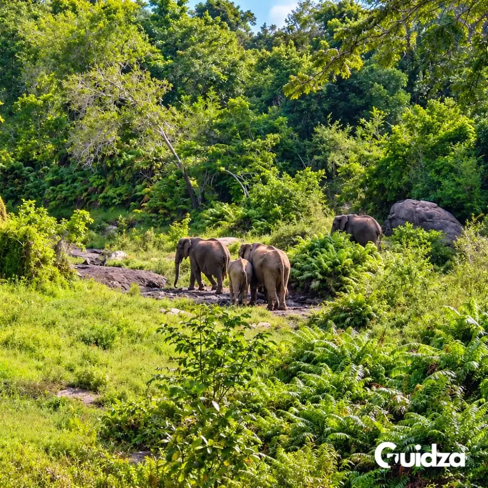 Kenya: Shimba Hills Game Drive & Sheldrick Falls with Transfers 2