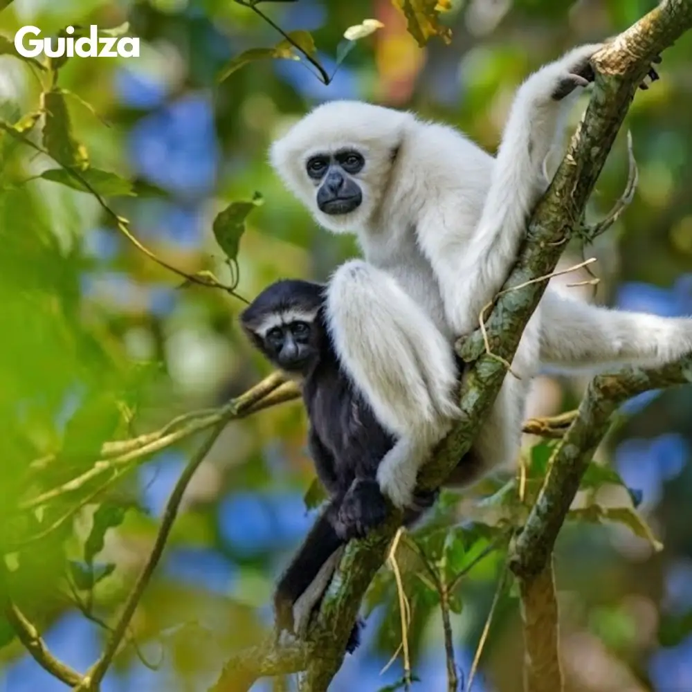 Meghalaya: Nokrek Hoolock Gibbon Habitat Trek with Transfers 5
