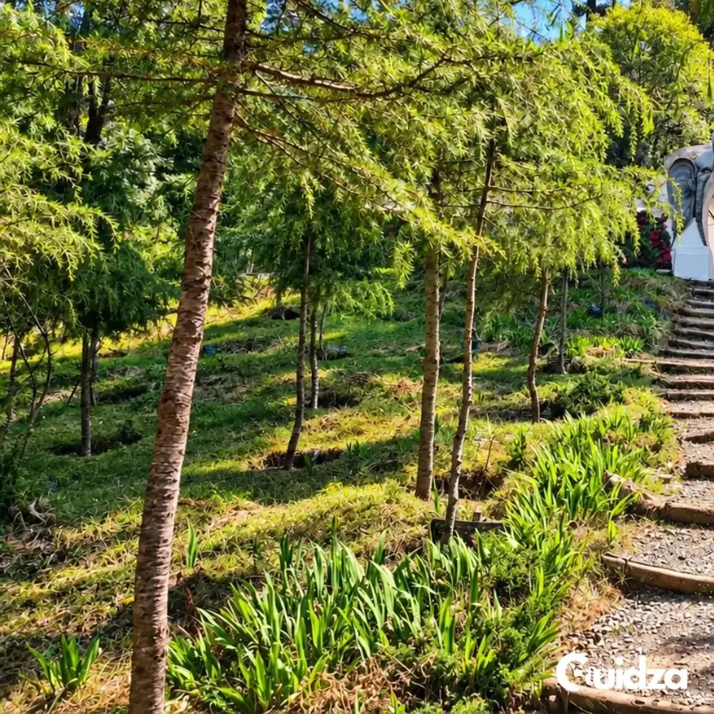 Uttarakhand: Dhanaulti Forest Trek with Transfers 3