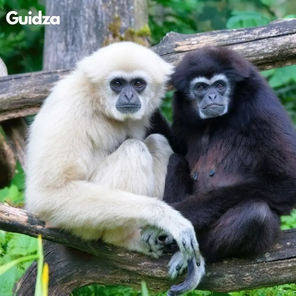 Meghalaya: Nokrek Hoolock Gibbon Habitat Trek with Transfers 3