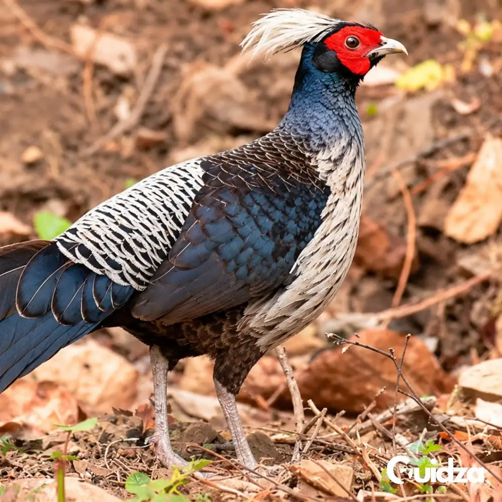Uttarakhand: Rajaji Birdwatching Expedition with Transfers 3