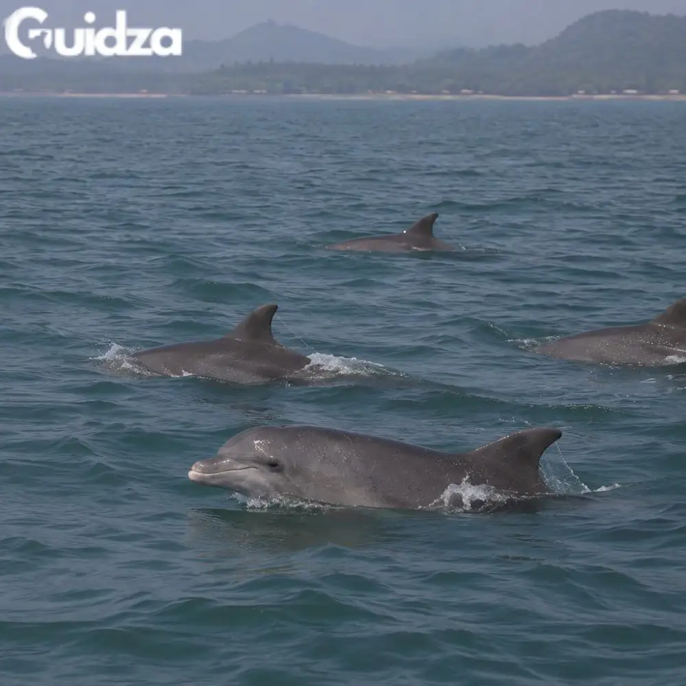 Bengaluru: Dolphin Watching Tour Karwar 2