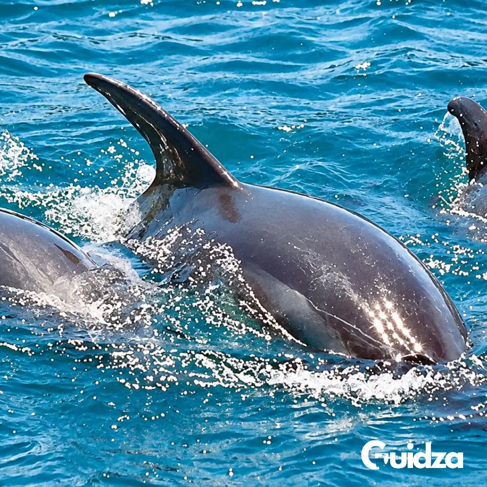 Kenya: Watamu Dolphin Watching Experience with Transfers 3