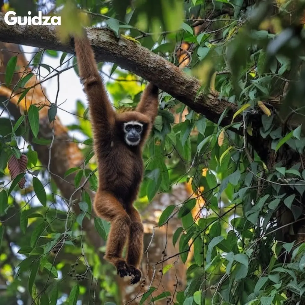 Meghalaya: Nokrek Hoolock Gibbon Habitat Trek with Transfers 4