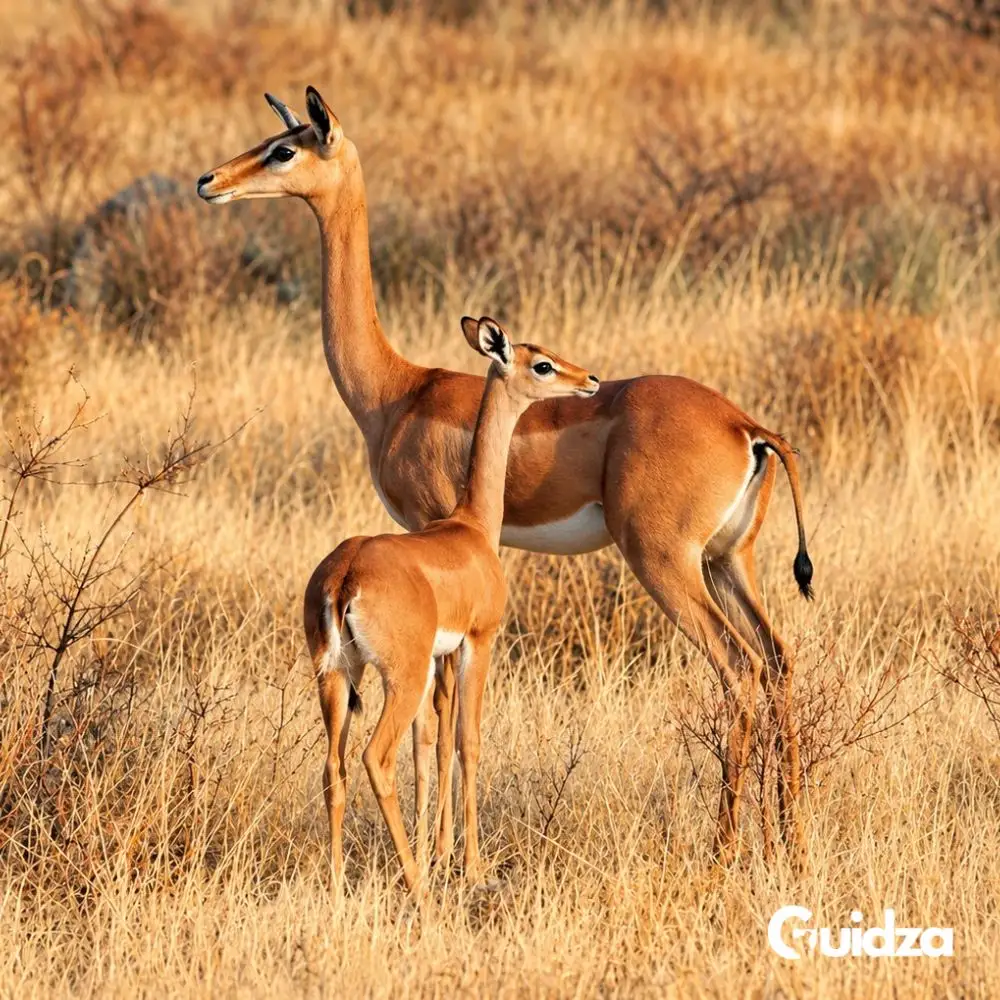 Kenya: Samburu Special Five Wildlife Safari with Transfers 3