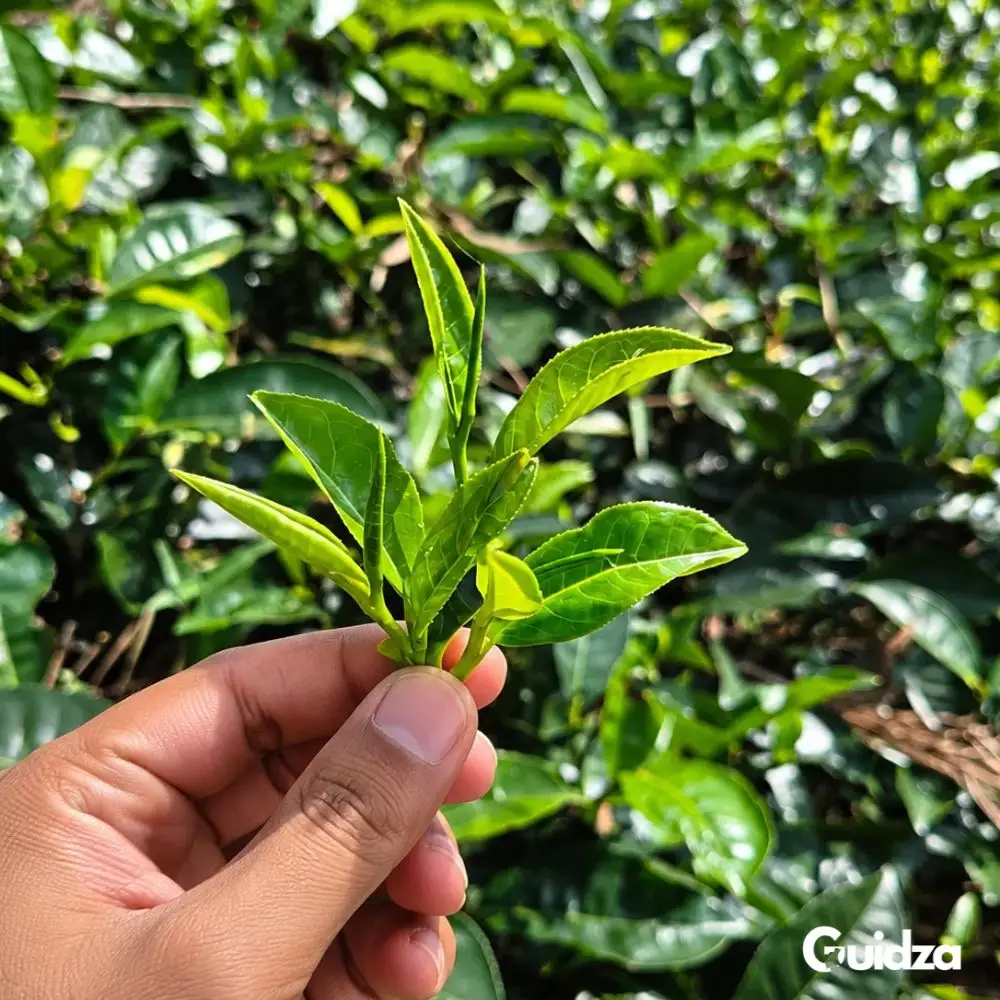 Ella :Tea Factory & Tea Tasting Tour with Private Transfers 4