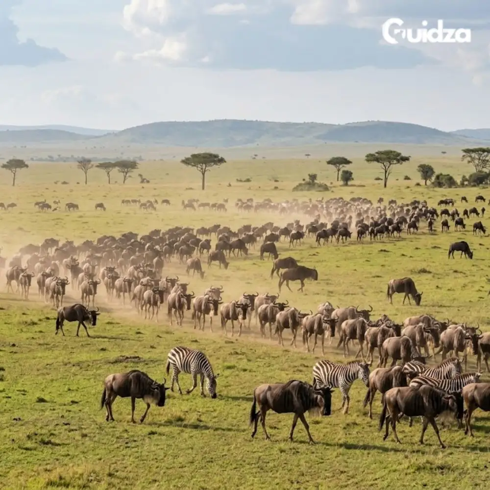 Maasai Mara: Great Migration Safari Day Trip with Transfers 2