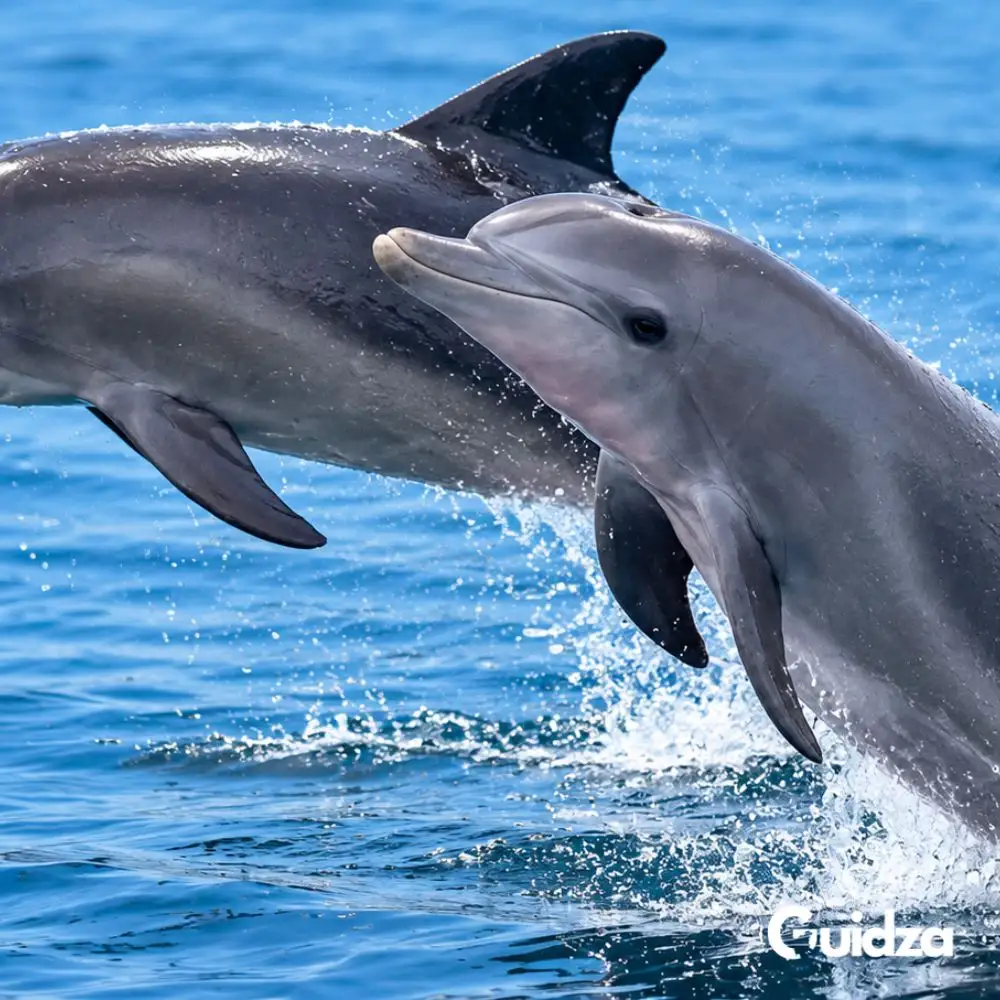 Kenya: Wasini Island Dolphin Watching Tour with Transfers 4