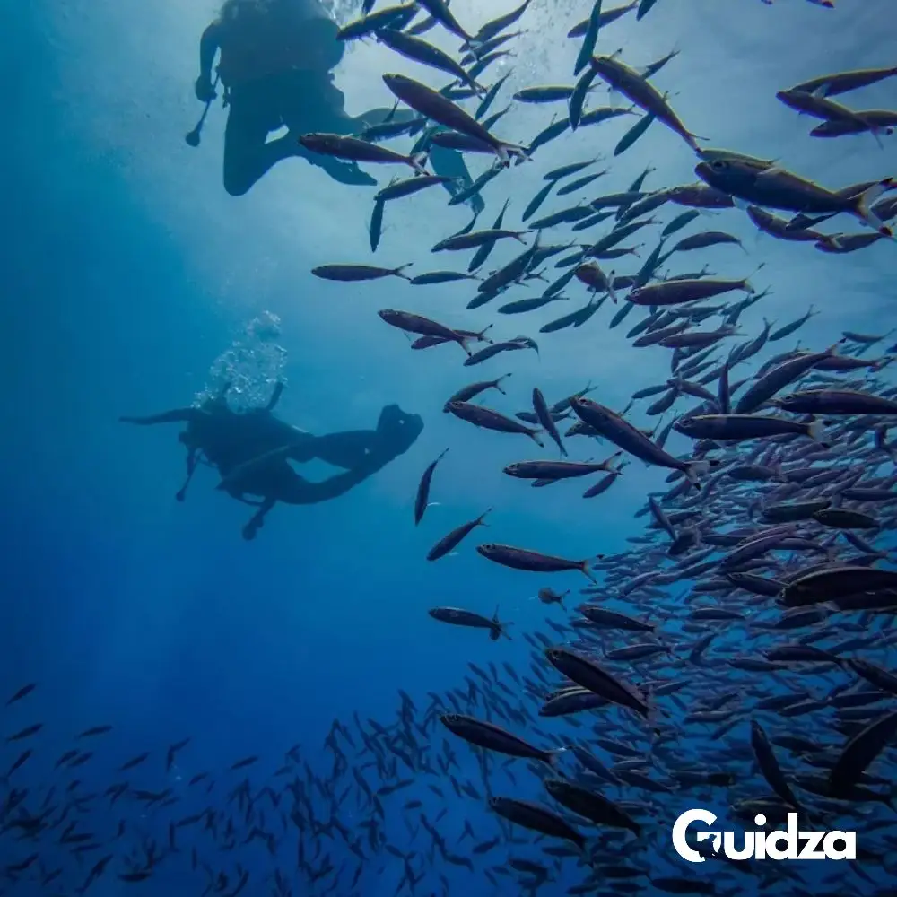 Koh Tao: Scuba Diving Day Trip with Transfers 3
