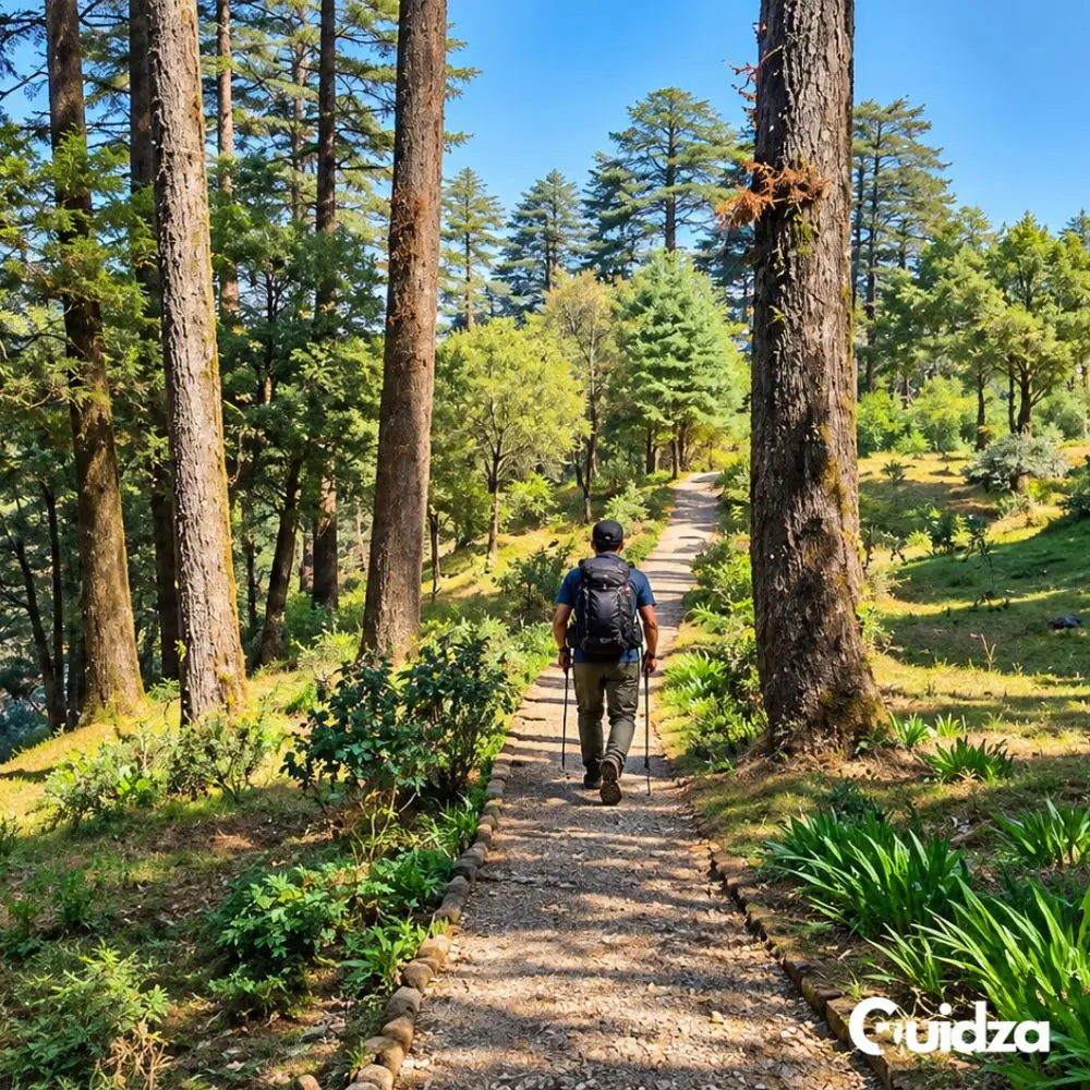 Uttarakhand: Dhanaulti Forest Trek with Transfers 2