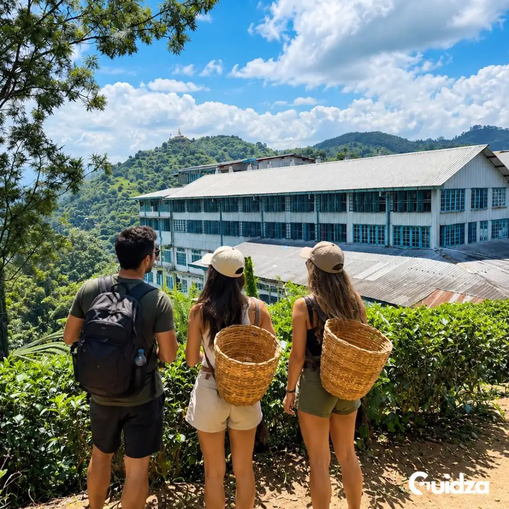 Ella :Tea Factory & Tea Tasting Tour with Private Transfers 5