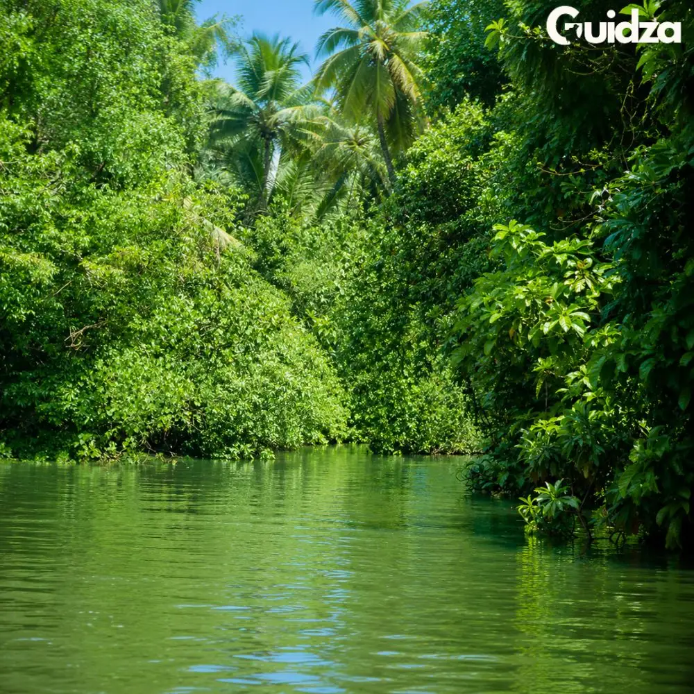 Kerala: Poovar Backwater Village Cruise with Transfers 3