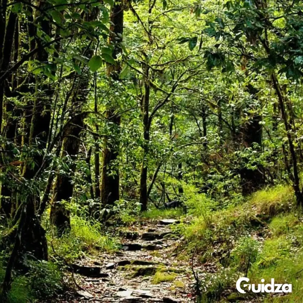 Uttarakhand: Binsar Forest Photography Walk with Transfers 4