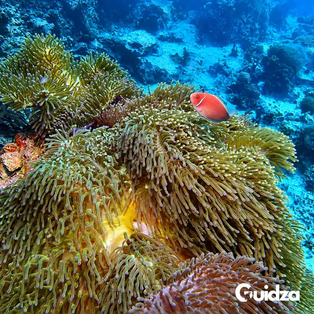 Koh Phangan: Diving with Transfers 3