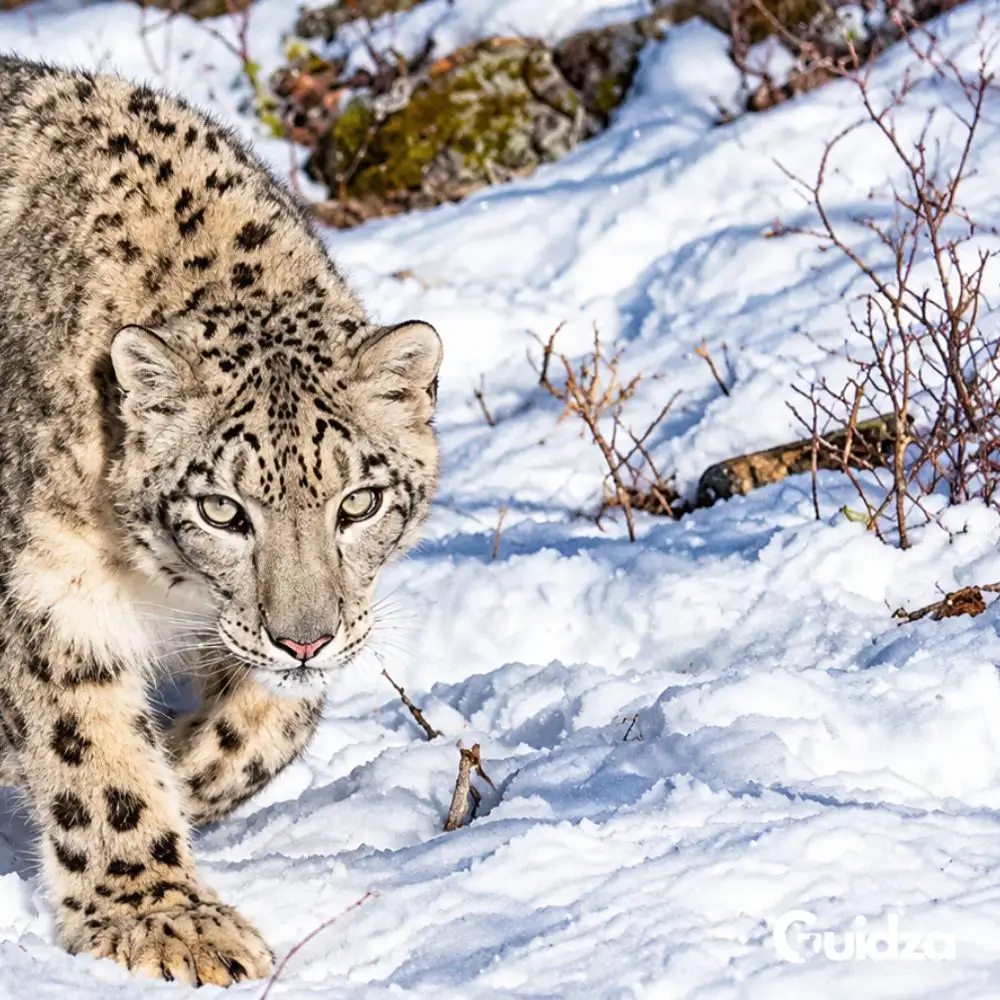 Ladakh: Snow Leopard Hemis National Park Experience with Transfers 4